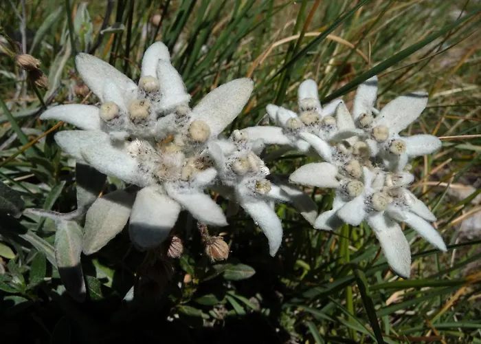 Les Bartavelles Bed & Breakfast